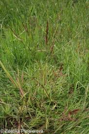 Image result for Agrostis isopholis