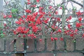 Flowering Quince Chaenomeles Flowering Quince Chaenomeles If You Ve Got A Black Thumb Flowering Quince Is A Good Cho Winter Plants Winter Flowers Plants