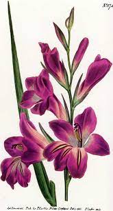 Good Color Here Flower Drawing Botanical Flowers Flower Art