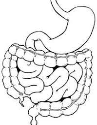 Affiliate links may have been used in this post. Vysledok VyhÄ¾adavania Obrazkov Pre Dopyt Coloring The Internal Organs Human Body Activities Body Systems Human Body Organs Coloring Home