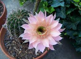 Bloom cactus cactus bloom flower flowers nature blooming spring flora red blossom garden colorful roses tulip petal beautiful blue high definition picture leaf color fresh pink desert background summer green keukenhof yellow tree plant tulips holland field red roses park rose hyacinth floral love macro. Closeup Pink Cactus Flower Cactus Blossom Plant Bloom Succulent Cacti Flower Pxfuel