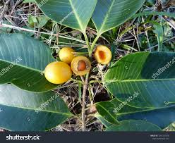 Image result for Sapotaceae