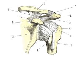 This mri shoulder axial cross sectional anatomy tool is absolutely free to use. Human Anatomy Quizzes Shoulder Joint Wikiversity