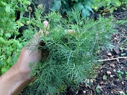 Colasirup Selbstgemacht Gesund Mit Natur Sirup Sirup Rezepte Selbstgemacht