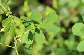 Image result for Senna tora