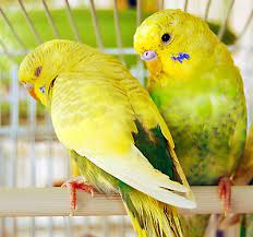 Find bird food, cages, toys, litter, and feeders to help keep your new pet. The Best Pet Bird Types Petsmart