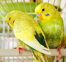 The #1 free pet classifieds site to buy, sell and rehome lovebirds and other birds near me. Lovebirds As Pets Supplies Care Petsmart