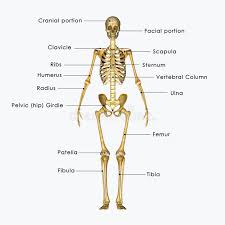 What is the radial bone facts, where is the radius located in arm, what does it do, anatomy (type, parts, joints formed), labeled diagram where is the radius bone located in the arm. Skeleton Labelled Stock Illustration Illustration Of Graphic 41527284