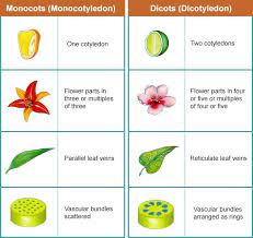 Monocot And Dicot Plants Theory Class 9 Biology Amrita Online Lab Biology Parts Of A Flower Science Biology