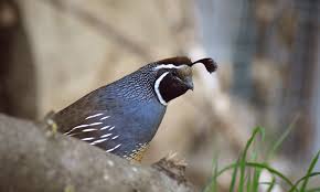 Der hühnervogel ist einfach zubereitet und sehr lecker. Wachteln Berner Oberland Home Facebook