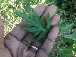 Emmenagogues (also spelled emmenagogs) are herbs which stimulate blood flow in the pelvic area and uterus; Emmenagogue The Sage Honey