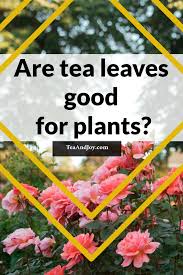 See more ideas about outdoor gardens, garden inspiration, garden design. Are Tea Leaves Good For Plants Tea And Joy