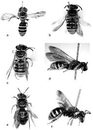 Image result for Lipotriche