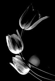 Black And White Nature Creative Wallpaper Pin On Negro