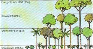 Tropical Rainforests Have The Most Layered Canopy Systems From 15 Foot Shrubs To An Understory Taller Than Tropical Rainforest Rainforest Rainforest Plants