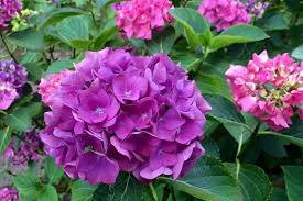 Check out our lavender blooms selection for the very best in unique or custom, handmade pieces from our shops. 10 Beautiful Purple Flowering Shrubs Urban Garden Gal