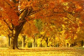 Image result for free images of amazing nature