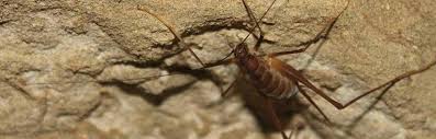 Their bodies are bent forward and appear to be humped at the back, which is why they are sometimes called camel crickets (they are also referred to as spider crickets). How To Get Rid Of Spider Crickets Pest Control Zone