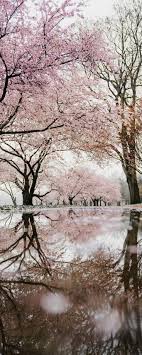 11 Best Things To Do In Washington Dc Nature Pictures Landscape Photography Nature Scenery Cherry blossom flowers banner set. landscape photography nature