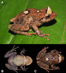 Image result for Pristimantis atillo