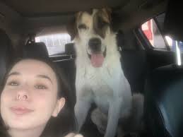 Update: December 02** Everyone, meet Andy! We found a foster! Thanks to  everyone who shared and helped us get this post more visibility. Now all  the dogs are safe and secure off