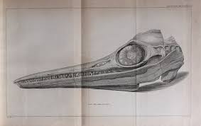 Image result for Arthropteris anniana