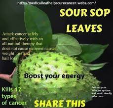 Anda perlukan 40 helai daun durian belanda dan 1 liter air. Nama Teh Daun Durian Belanda Cegah Kanser Sakit Lutut Facebook