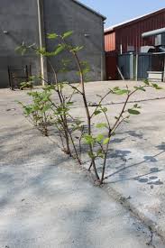 Maybe you would like to learn more about one of these? Deze Planten Mag U Niet Meer Hebben