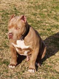 Probulls xl american pit bull puppies are available anywhere in the usa, including texas. Xxl Blue Pitbulls Biggest Pitbull Puppies Kennel
