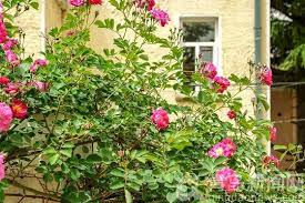 青岛福山支路老街老院多花草墙内外蔷薇花开好温馨 outdoor plants outdoor structures