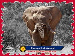 We did not find results for: Elephant Spirit Animal Meaning Symbolism Dreams Of Elephant Totem