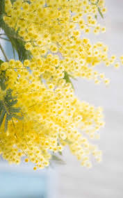 If you are looking for quick growing plants, then chances are you are trying to create some form of privacy screen, wind break or informal hedge. Mimosa Tree Planting Pruning And Advice On Caring For Winter Mimosa