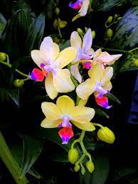 Fallen Angels By Mindy Newman Beautiful Orchids Orchid Seeds Rare Flowers