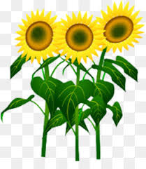 Short, baseball or long sleeve; Umum Bunga Matahari Kartun Men Download Gambar Png
