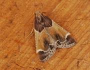 Image result for Pyralis lienigialis
