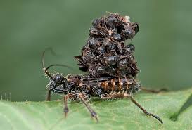 I have numerous bug bites on my body, some healing more quickly i used arnica and benadryl to help … read more. Absurd Creature Of The Week The Ferocious Bug That Sucks Prey Dry And Wears Their Corpses Wired