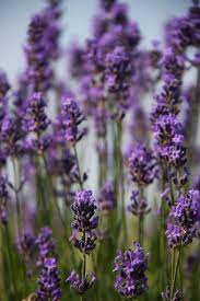 Lavender Time Summer Flowers Lavender Flowers Plants