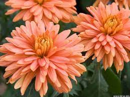 Orange Fuji Mum Beautiful Flowers Images Peach Aesthetic Peach Flowers