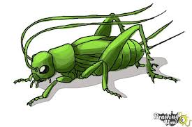 This clipart image is transparent backgroud and png format. How To Draw A Cricket Drawingnow