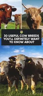 30 Best Cow Breeds For Meat And Milk You Ll Want To Know About Dairy Cow Breeds Pet Cows Raising Farm Animals