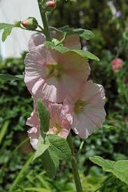 Check out amazing hollyhocks artwork on deviantart. Growing Hollyhocks Planting Caring For Hollyhock Flowers Garden Design
