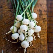 Outstanding cuisine and service of bennelong restaurant sydney. Barletta White Pickling Onion 65 Days