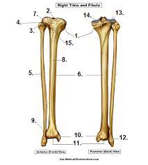 Unlabeled diagrams of the appendicular. Tibia And Fibula Bone Quiz For Anatomy
