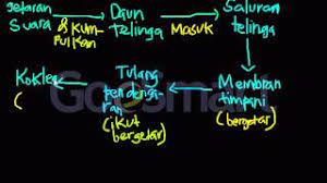 Siswa masuk ke kelas setelah mendengar bel tanda masuk kelas dibunyikan. Feel Real Mekanisme Pendengaran Pada Manusia