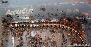 Basement Black Beetle Bug In House Max Siezes Of Scolopendra Species Only Photos Please Species Photo Western Ghats