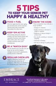 5 Tips To Keep Your Senior Pet Happy Healthy Senior Dogs Care Senior Pet Care Pet Advice