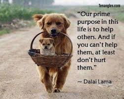 Pin On Animal Lover