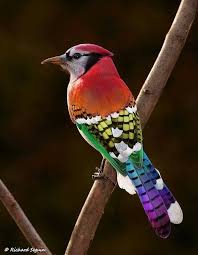 Birds In My Area Now I M Reading A Book State Of Wonder Right Now And Wonder Myself If This Bird Is From The Amazon Region Beautiful Birds Colorful Birds Birds