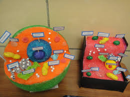 Katie S Klassroom Cell Functions Project 5th Grade Plant Cell Project Cells Project Animal Cell Project