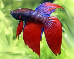 Hotels near sri nakhon khuean khan park and siamese fighting fish gallery: Siamese Fighting Fish Betta Splendens The Trop Company
